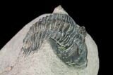 Bargain, Metacanthina Trilobite - Lghaft, Morocco #133977-3